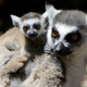 Image for article titled Happy Mother's Day To All Creatures, Great And Small